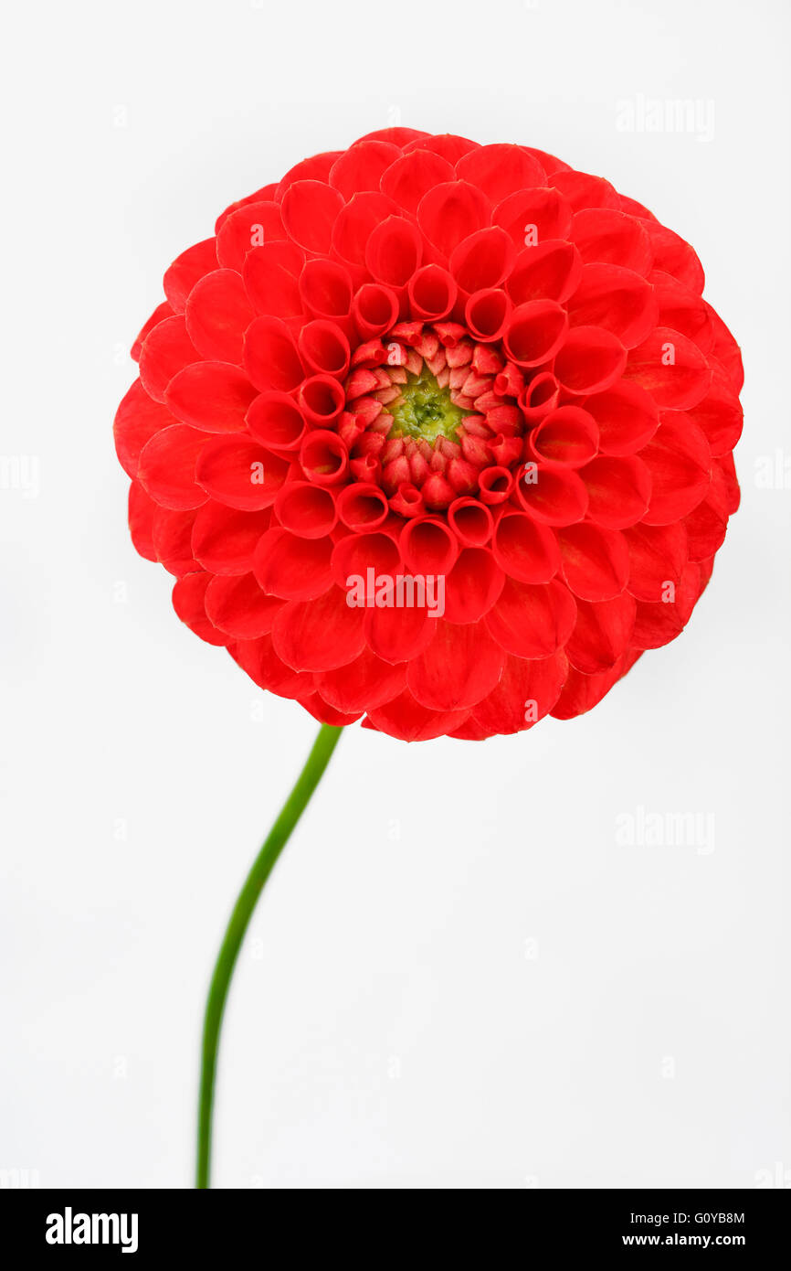 Dahlia, Pompom dahlia, Dahlia, Dahlia cultivar, Beauty in Nature, Bulb, Colour, Contemporary, Cottage garden plant, Creative, Cut Out, Flower, Autumn Flowering, Summer Flowering, Frost tender, Plant, Studio Shot, Tuber, Vivid Colour, Red, White, Stock Photo