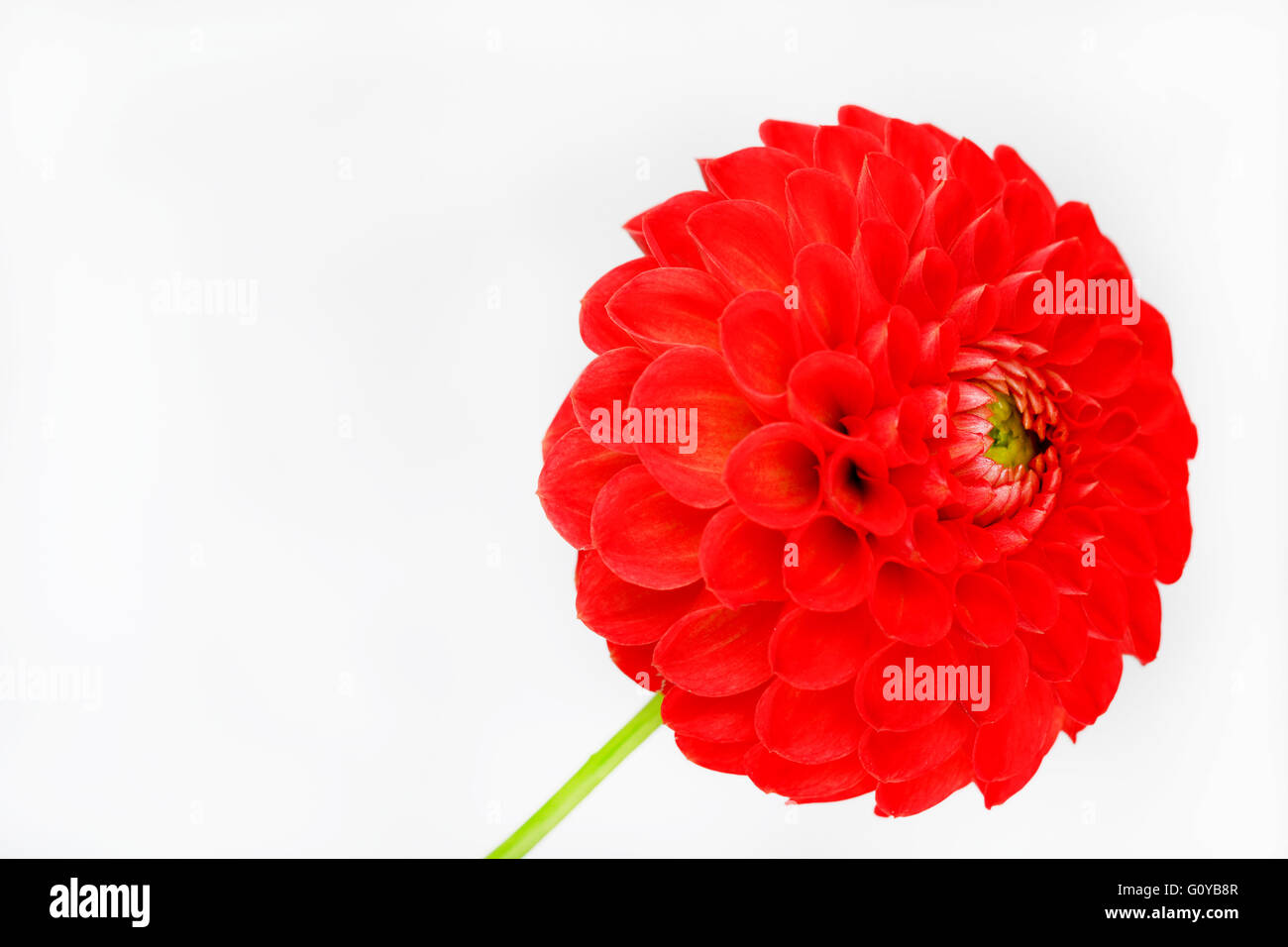 Dahlia, Pompom dahlia, Dahlia, Dahlia cultivar, Beauty in Nature, Bulb, Colour, Contemporary, Cottage garden plant, Creative, Cut Out, Flower, Autumn Flowering, Summer Flowering, Frost tender, Plant, Studio Shot, Tuber, Vivid Colour, Red, White, Stock Photo