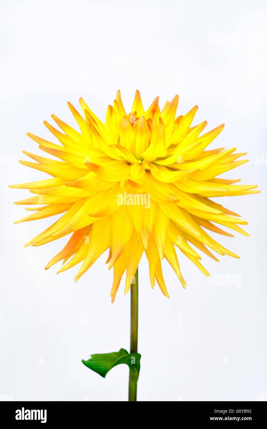 Dahlia, Cactus dahlia, Dahlia, Dahlia cultivar, Beauty in Nature, Bulb, Colour, Contemporary, Cottage garden plant, Creative, Cut Out, Flower, Autumn Flowering, Summer Flowering, Frost tender, Plant, Studio Shot, Tuber, Vivid Colour, Yellow, White, Stock Photo