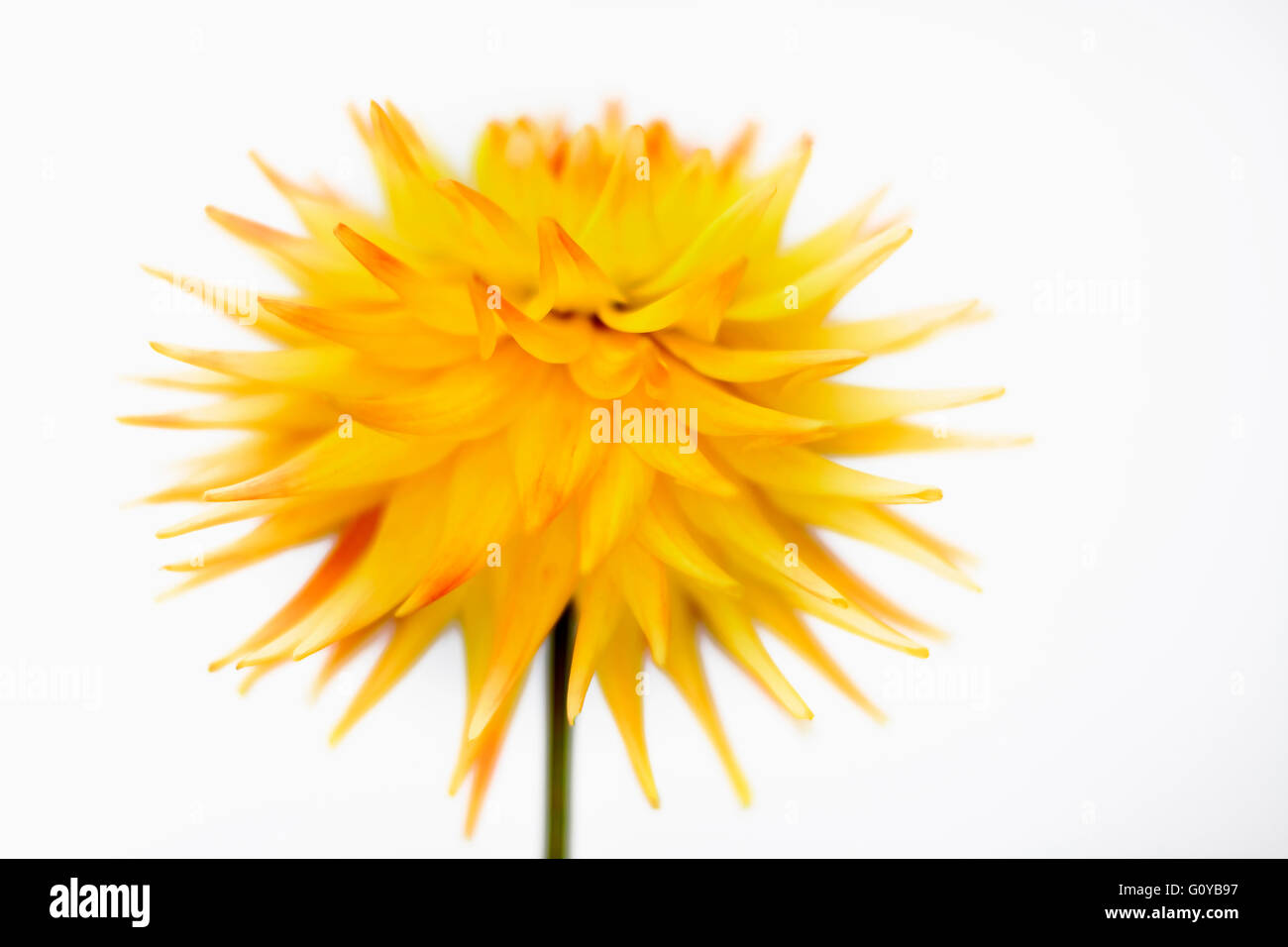 Dahlia, Cactus dahlia, Dahlia, Dahlia cultivar, Beauty in Nature, Bulb, Colour, Contemporary, Cottage garden plant, Creative, Cut Out, Flower, Autumn Flowering, Summer Flowering, Frost tender, Plant, Studio Shot, Tuber, Vivid Colour, Yellow, White, Stock Photo
