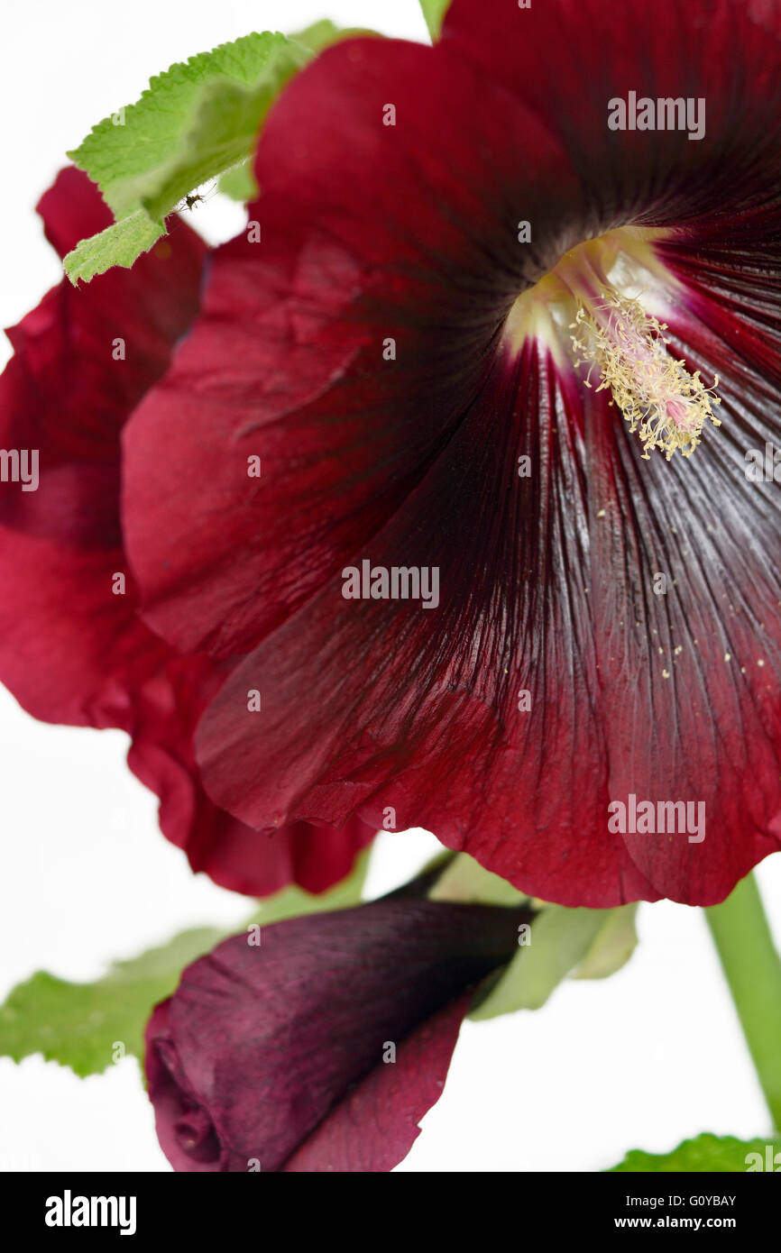 Hollyhock, Alcea, Alcea rosea cultivar, Althaea rosea, Beauty in Nature, Biennial, Colour, Contemporary, Cottage garden plant, Creative, Flower, Summer Flowering, Frost hardy, Plant, Stamen, Studio Shot, Sustainable plant, Red, White, Stock Photo
