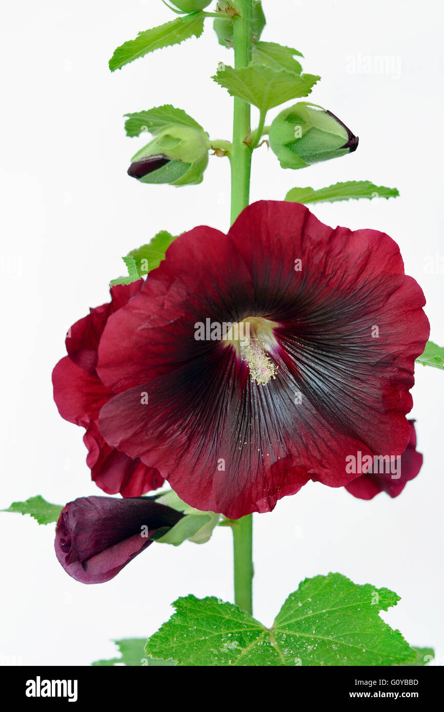Hollyhock, Alcea, Alcea rosea cultivar, Althaea rosea, Beauty in Nature, Biennial, Colour, Contemporary, Cottage garden plant, Creative, Cut Out, Flower, Summer Flowering, Frost hardy, Plant, Stamen, Studio Shot, Sustainable plant, Red, White, Stock Photo