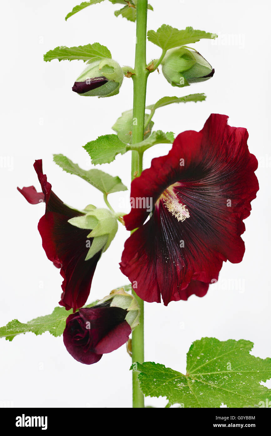 Hollyhock, Alcea, Alcea rosea cultivar, Althaea rosea, Beauty in Nature, Biennial, Colour, Contemporary, Cottage garden plant, Creative, Cut Out, Flower, Summer Flowering, Frost hardy, Plant, Stamen, Studio Shot, Sustainable plant, Red, White, Stock Photo