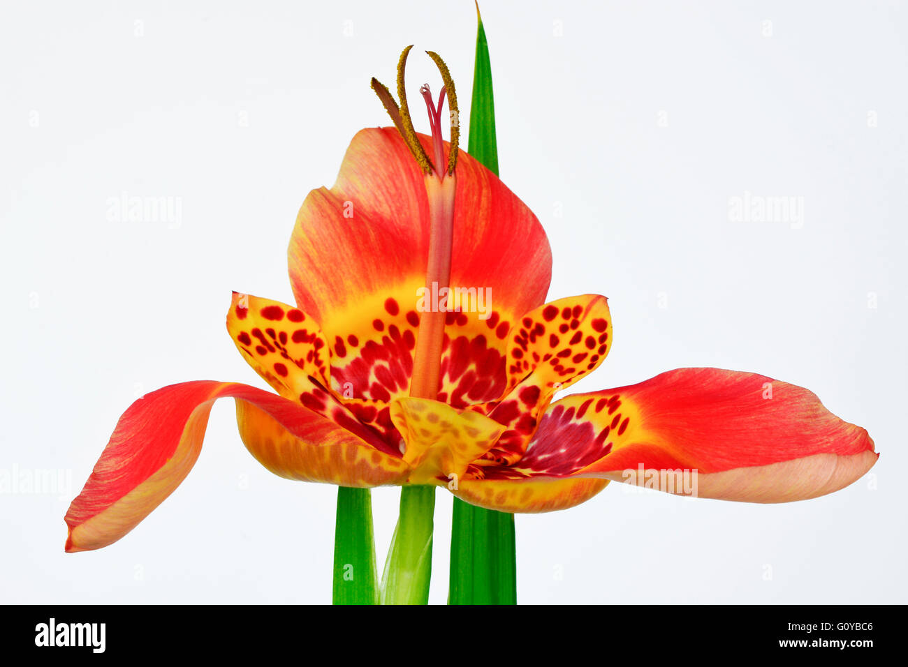 Mexican Shell flower, Tigridia, Tigridia pavonia, Beauty in Nature, Bulb, Central America Indigenous, Colour, Contemporary, Creative, Cut Out, Flower, Spring Flowering, Summer Flowering, Frost hardy, Jockey's cap lily, Mexican Shellflower, Peacock flower, Perennial, Plant, Stamen, Studio Shot, Tiger flower, Orange, White, Stock Photo