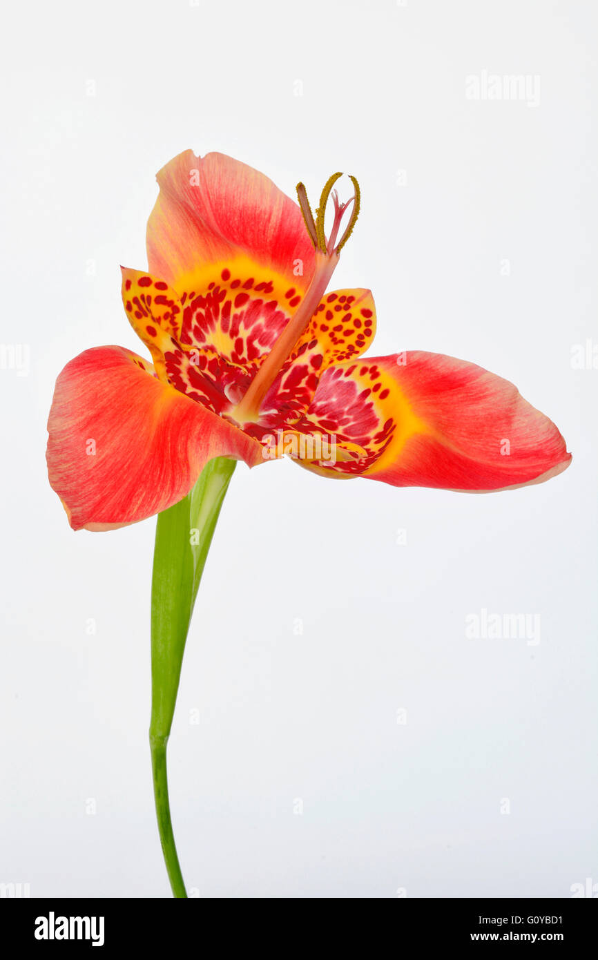 Mexican Shell flower, Tigridia, Tigridia pavonia, Beauty in Nature, Bulb, Central America Indigenous, Colour, Contemporary, Creative, Cut Out, Flower, Spring Flowering, Summer Flowering, Frost hardy, Jockey's cap lily, Mexican Shellflower, Peacock flower, Perennial, Plant, Stamen, Studio Shot, Tiger flower, Orange, White, Stock Photo