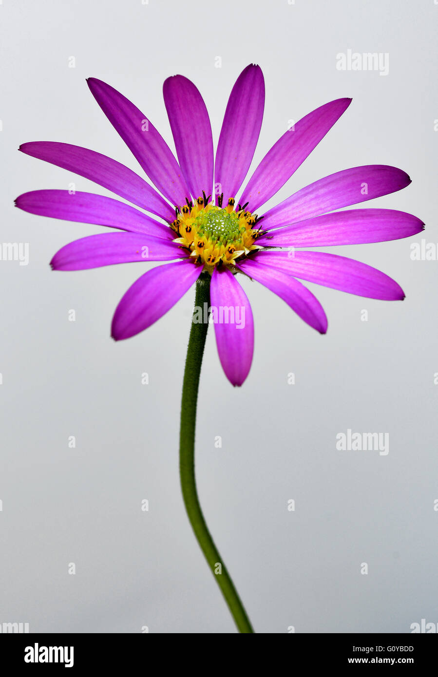 Osteospermum, Osteospermum cultivar, African Daisy, Annual, Beauty in