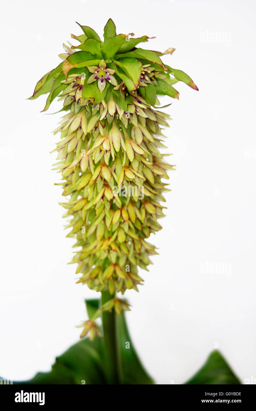 Pineapple flower, Eucomis, Eucomis pallidiflora, Beauty in Nature, Bulb, Colour, Contemporary, Creative, Cut Out, Flower, Summer Flowering, Frost hardy, Giant Pineapple Flower, Plant, South Africa indigenous, Studio Shot, Unusual plant, Wild flower, Green, White, Stock Photo
