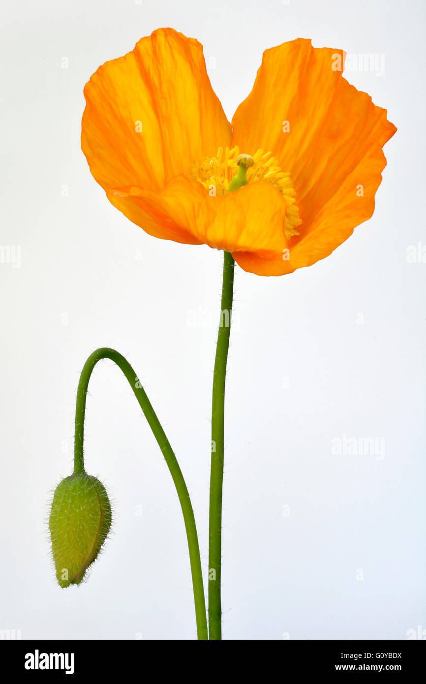 Poppy, Icelandic poppy, Papaver, Papaver croceum, Papaver nudicaule, Annual, Arctic indigenous, Artcic Poppy, Beauty in Nature, Biennial, Colour, Contemporary, Cottage garden plant, Creative, Cut Out, Flower, Spring Flowering, Summer Flowering, Frost hardy, Iceland Poppy, Perennial, Plant, Stamen, Studio Shot, Wild flower, Orange, White, Stock Photo
