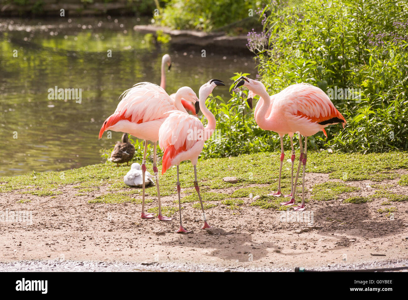 Flamingos in the Lincoln Park Zoo on a summers day in Chicago, Illinois, USA Stock Photo