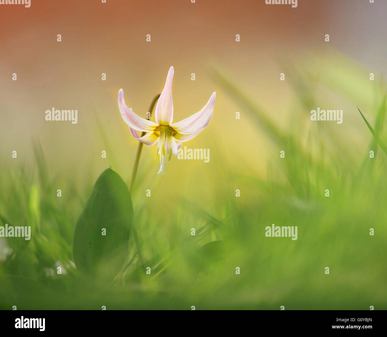 Fawn lily, Erythronium, Erythronium 'Rosalind', Beauty in Nature, Bulb, Colour, Contemporary, Cottage garden plant, Creative, Dogtooth violet, Dreamlike, Edible, Flower, Spring Flowering, Food and Drink, Frost hardy, Growing, Outdoor, Pastel Colour, Plant, Stamen, Trout lily, Unusual plant, Pink, Stock Photo