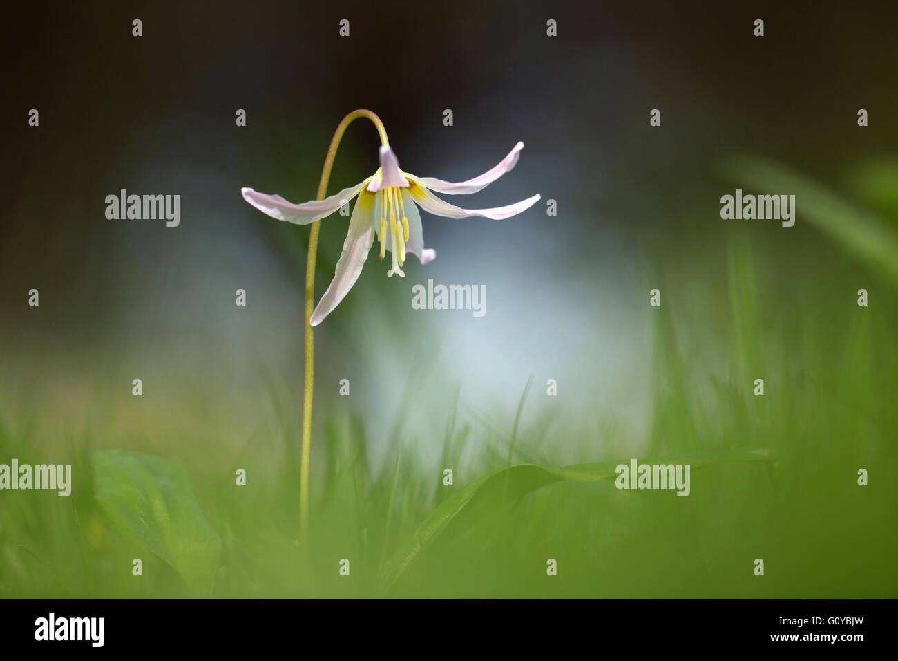 Fawn lily, Erythronium, Erythronium 'Rosalind', Beauty in Nature, Bulb, Colour, Contemporary, Cottage garden plant, Creative, Dogtooth violet, Dreamlike, Edible, Flower, Spring Flowering, Food and Drink, Frost hardy, Growing, Outdoor, Pastel Colour, Plant, Stamen, Trout lily, Unusual plant, Pink, Stock Photo