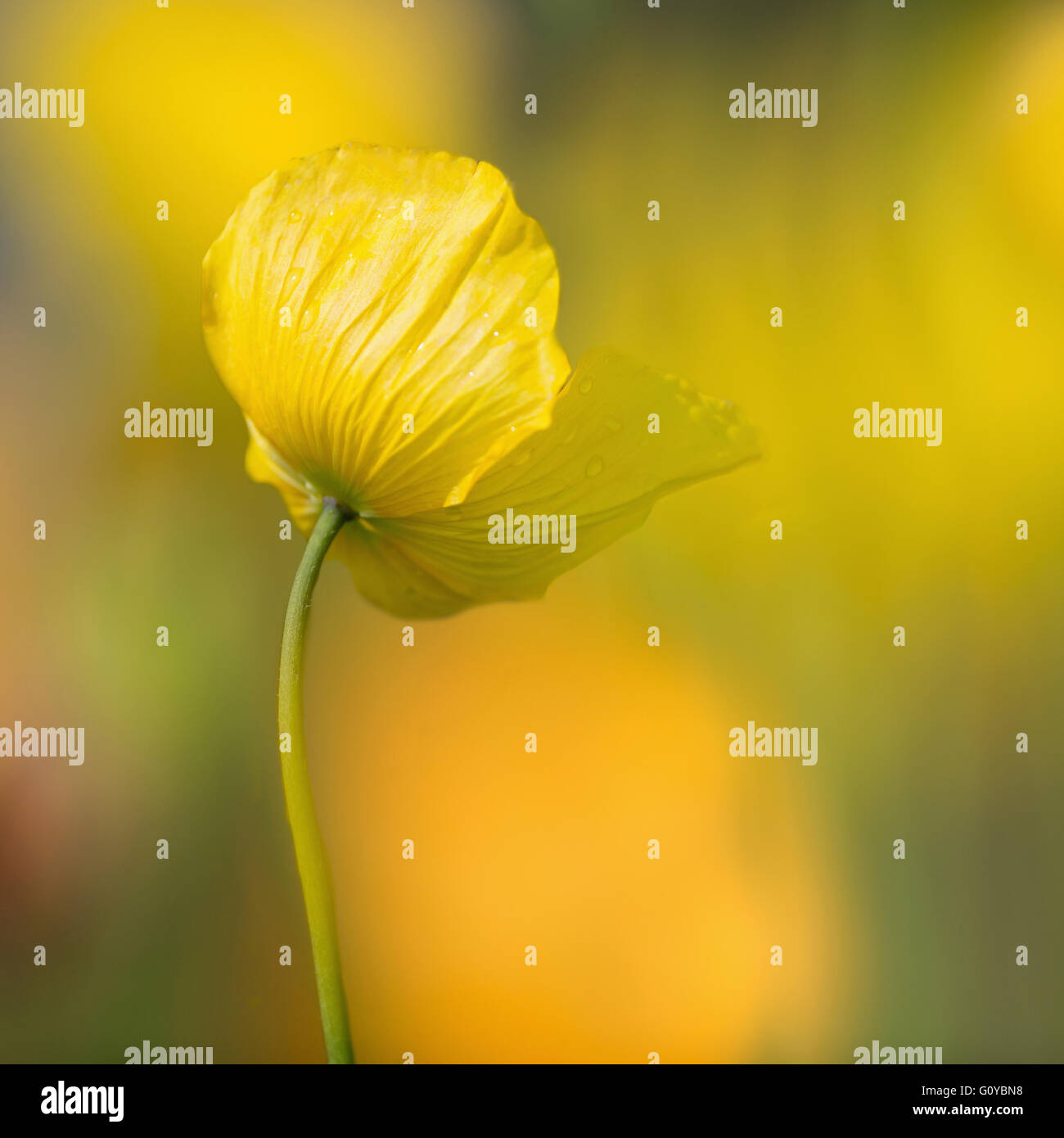Poppy, Welsh poppy, Meconopsis, Meconopsis cambrica, Beauty in Nature, Colour, Contemporary, Cottage garden plant, Creative, Delicate, Dreamlike, Flower, Autumn Flowering, Spring Flowering, Summer Flowering, Frost hardy, Growing, Outdoor, Perennial, Plant, West Europe indigenous, Wild flower, Yellow, Stock Photo
