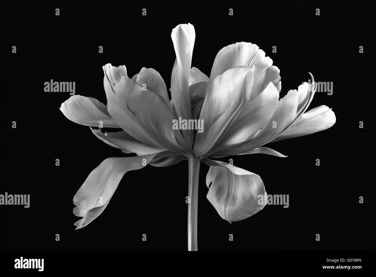 Tulip 'Exotic Emperor', Tulipa, Tulipa fosteriana 'Exotic Emperor', Beauty in Nature, Bulb, Contemporary, Cottage garden plant, Creative, Cut Out, Flower, Spring Flowering, Frost hardy, Monochrome, Plant, Studio shot, Black & white, Stock Photo