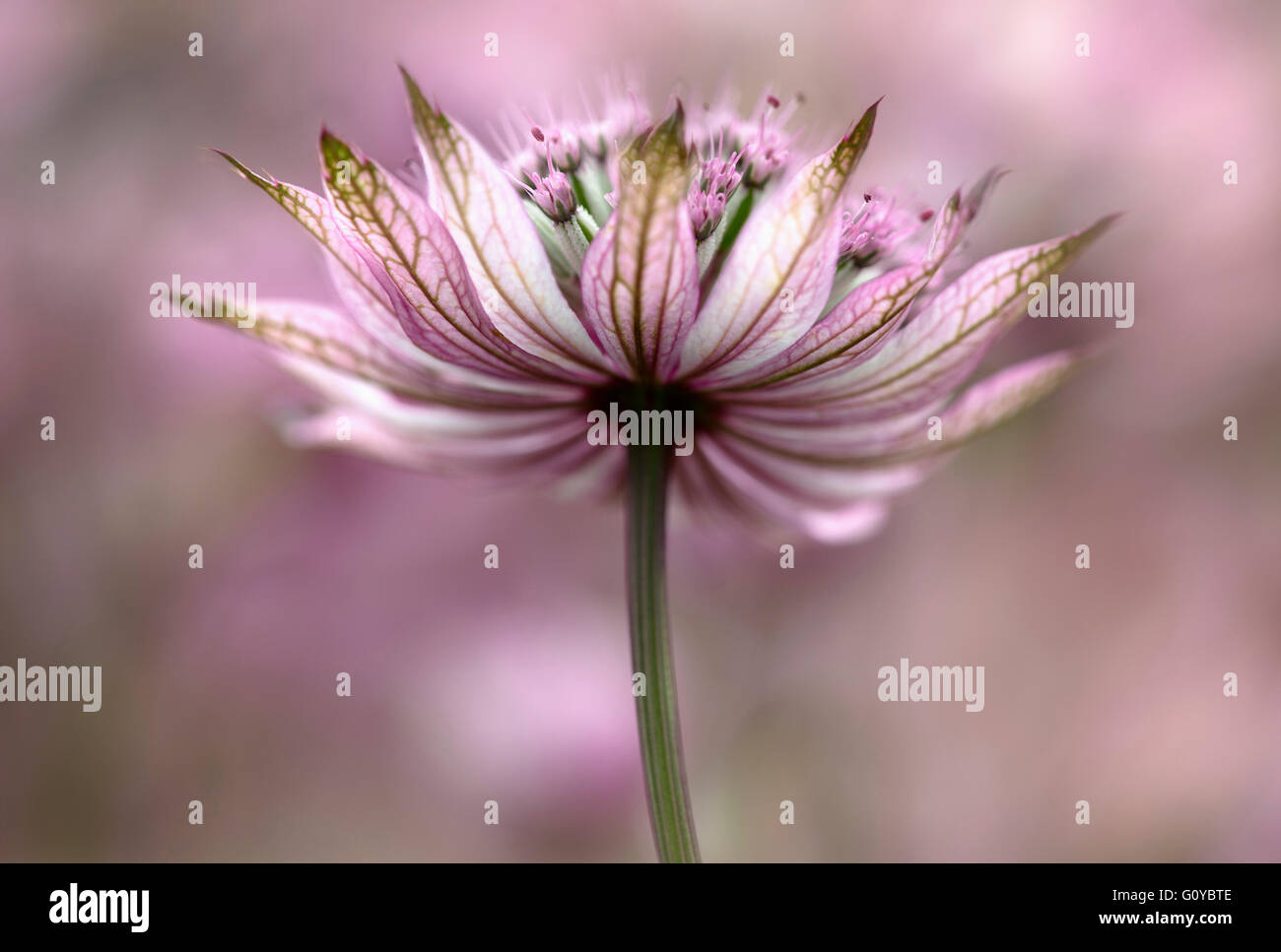 Masterwort, Astrantia, Astrantia major 'Pink penny', Beauty in Nature, Colour, Contemporary, Cottage garden plant, Creative, Dreamlike, Flower, Summer Flowering, Frost hardy, Growing, Outdoor, Pastel Colour, Perennial, Plant, Pink, Stock Photo