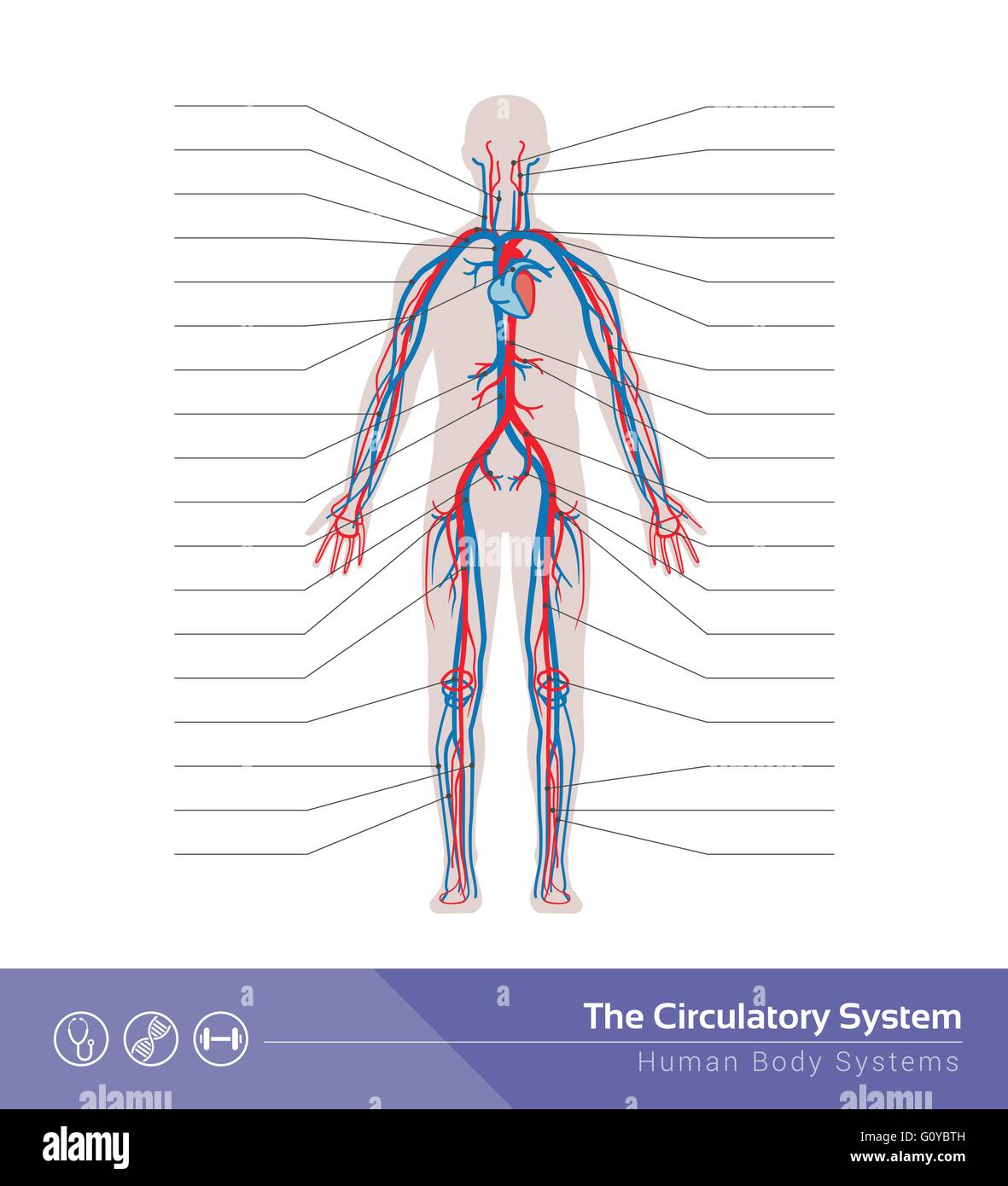 The circulatory or cardiovascular human body system medical illustration Stock Vector