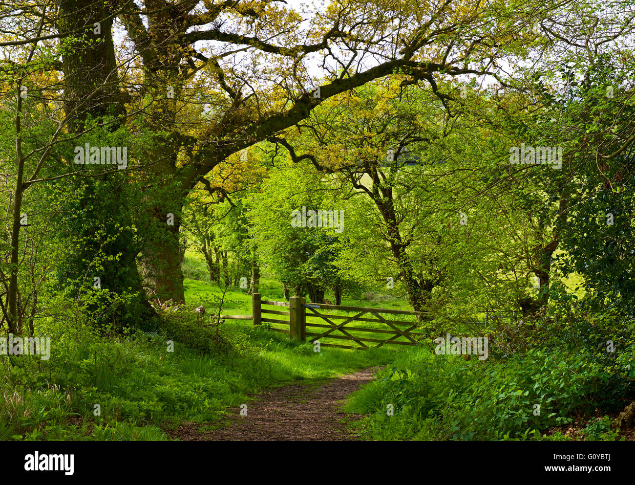 Green Lane near Flatford, Essex, England UK Stock Photo Alamy