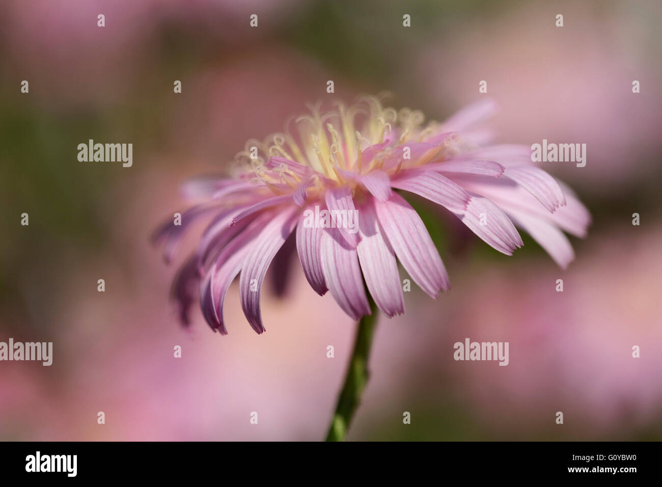 Pink dandelion, Crepis, Crepis incana, Beauty in Nature, Colour, Contemporary, Creative, Deciduous, Dreamlike, Flower, Autumn Flowering, Summer Flowering, Frost hardy, Greece Indigenous, Growing, Outdoor, Pastel Colour, Perennial, Plant, Stamen, Pink, Stock Photo