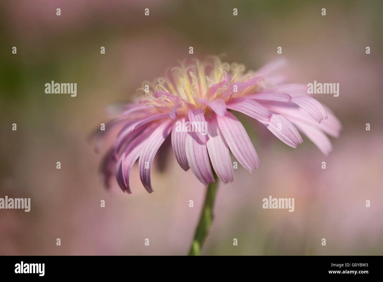 Pink dandelion, Crepis, Crepis incana, Beauty in Nature, Colour, Contemporary, Creative, Deciduous, Dreamlike, Flower, Autumn Flowering, Summer Flowering, Frost hardy, Greece Indigenous, Growing, Outdoor, Pastel Colour, Perennial, Plant, Stamen, Pink, Stock Photo