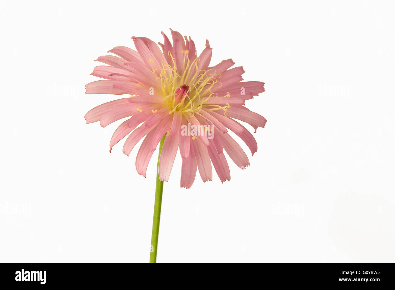Pink dandelion, Crepis, Crepis incana, Beauty in Nature, Colour, Contemporary, Creative, Cut out, Deciduous, Flower, Autumn Flowering, Summer Flowering, Frost hardy, Greece Indigenous, Perennial, Plant, Stamen, Studio, Pink, Stock Photo