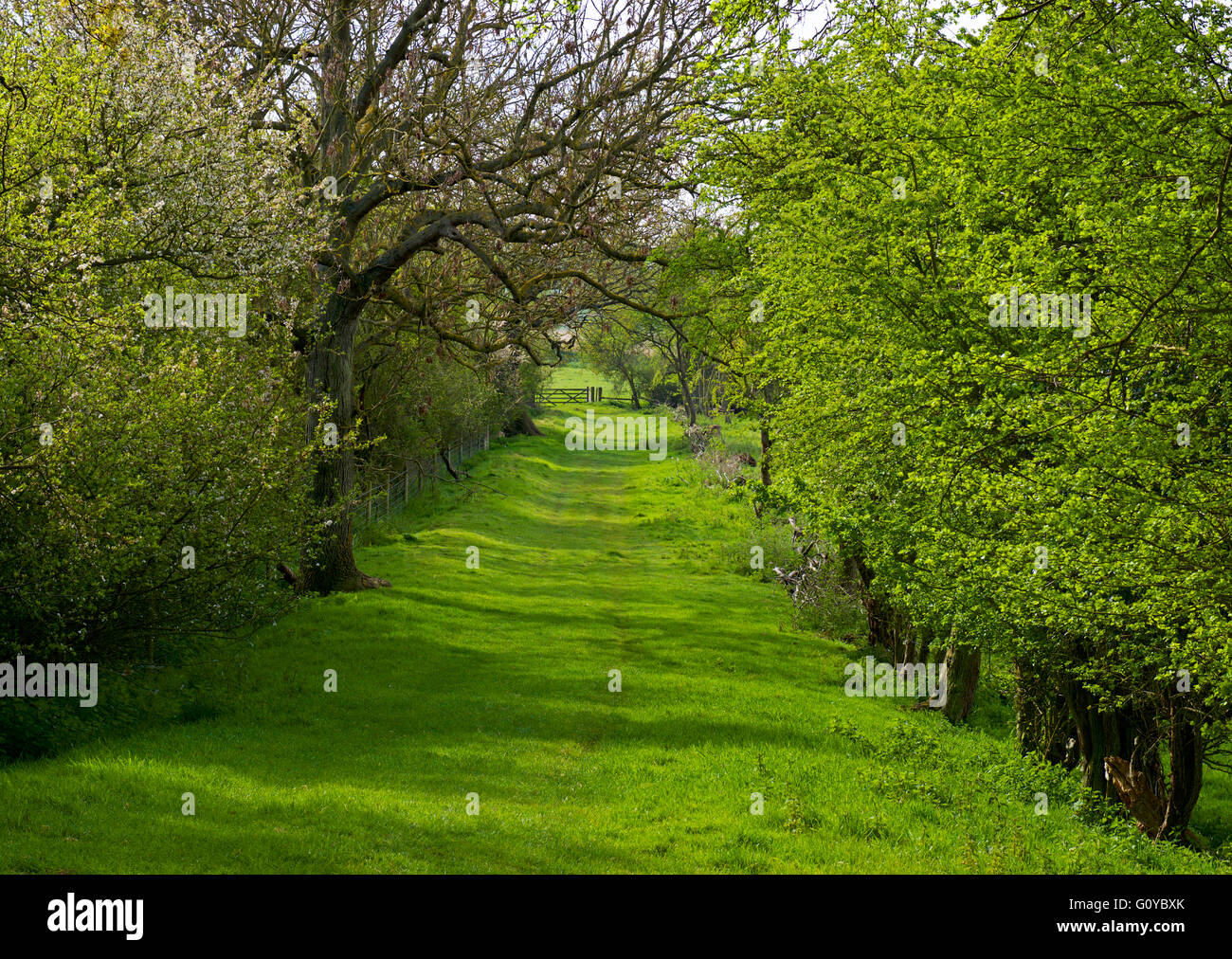 Green Lane near Flatford, Essex, England UK Stock Photo Alamy