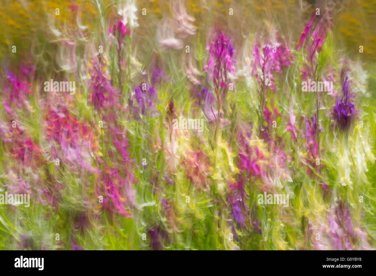 Fairy toadflax, Linaria, Linaria moroccanan , Annual, Beauty in Nature, Blur, Blurred, Colour, Contemporary, Cottage garden plant, Creative, Dreamlike, Flower, Summer Flowering, Frost hardy, Growing, Motion, Movement, Outdoor, Painterly, Pastel Colour, Plant, Mixed colours, Stock Photo