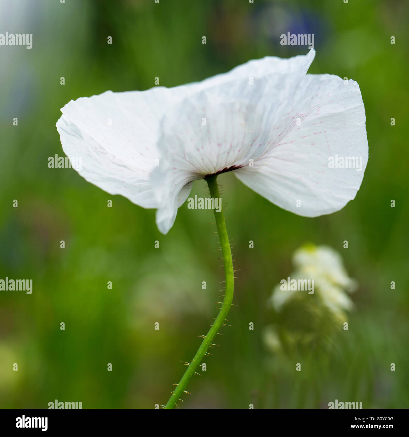 Poppy, Field poppy, Papaver, Papaver rhoeas 'Mother of Pearl', Annual, Beauty in Nature, Colour, Contemporary, Corn poppy, Cottage garden plant, Creative, Delicate, Flower, Summer Flowering, Frost hardy, Growing, Outdoor, Plant, White, Stock Photo
