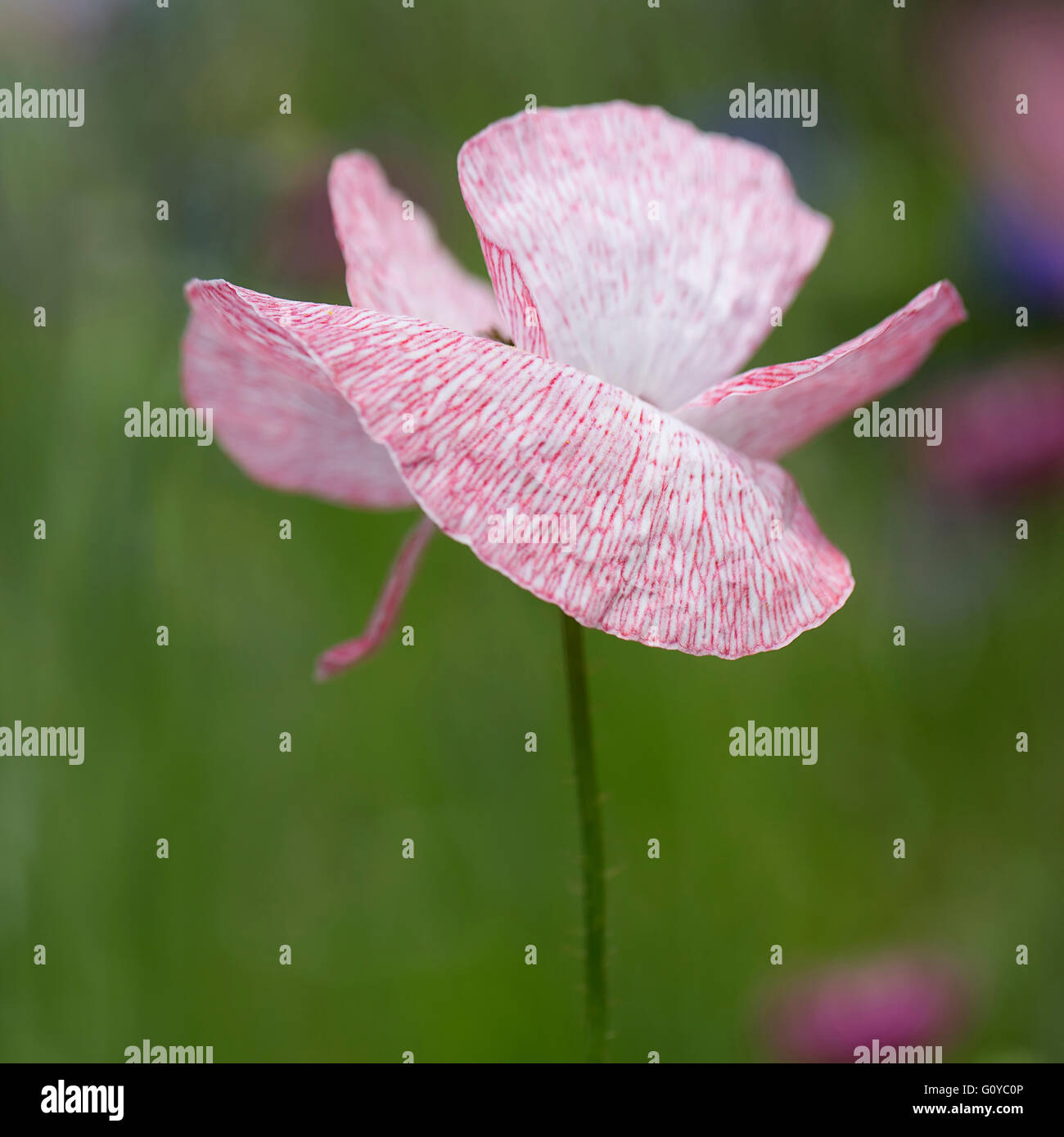 Poppy, Field poppy, Papaver, Papaver rhoeas 'Mother of Pearl', Annual, Beauty in Nature, Colour, Contemporary, Corn poppy, Cottage garden plant, Creative, Delicate, Flower, Summer Flowering, Frost hardy, Growing, Outdoor, Plant, Pink, Stock Photo