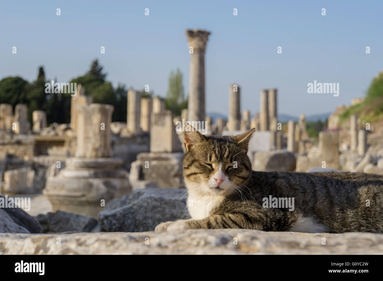 cute cat basking in the sunshine in front of the ancient ruins of Ephesus Antic City - Turkey Stock Photo