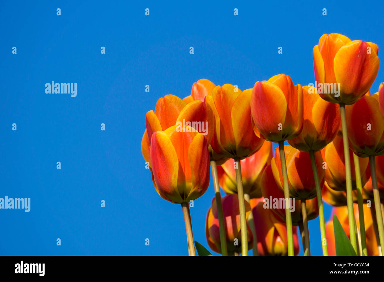 orange tulips seen from a bottom-up perspective having the sky as a blue background Stock Photo