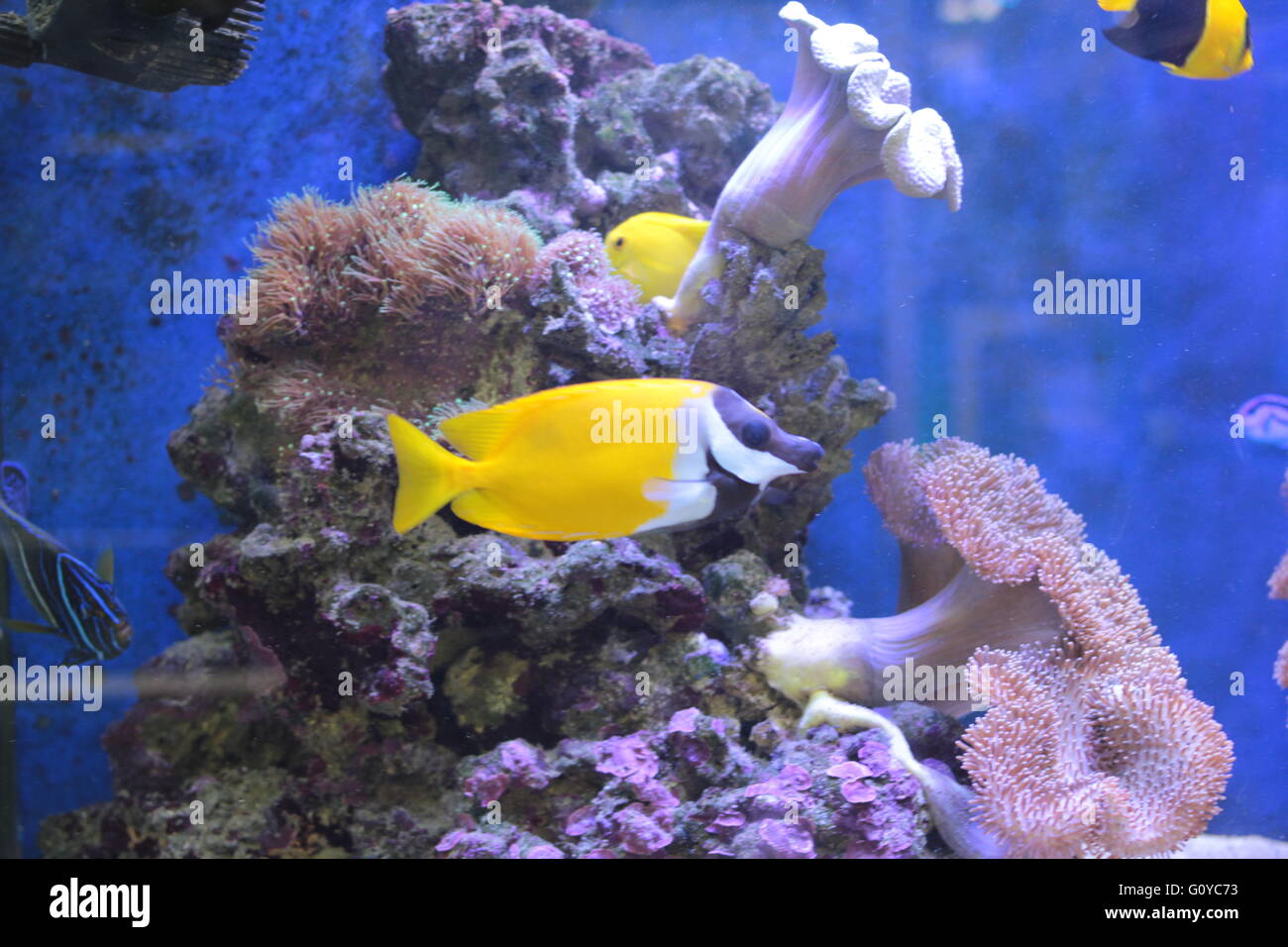 Tropical fish with coral Stock Photo