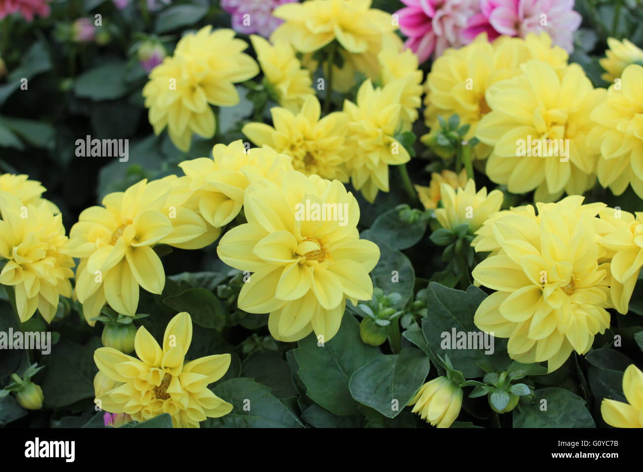 Bushy dahlia blooms hi-res stock photography and images - Alamy