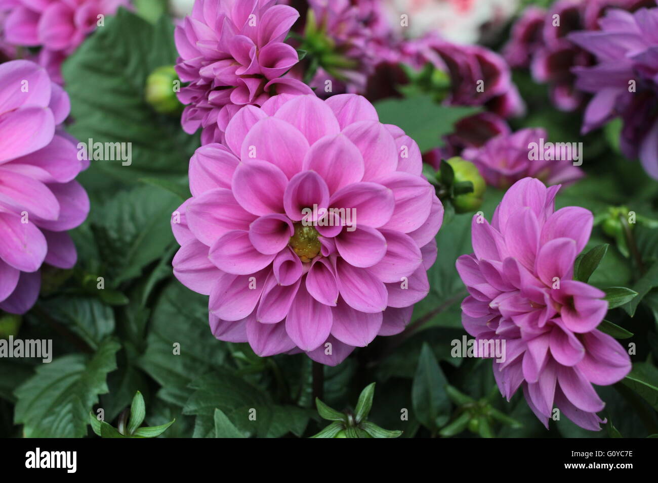 Purple Dahlia blooms Stock Photo Alamy