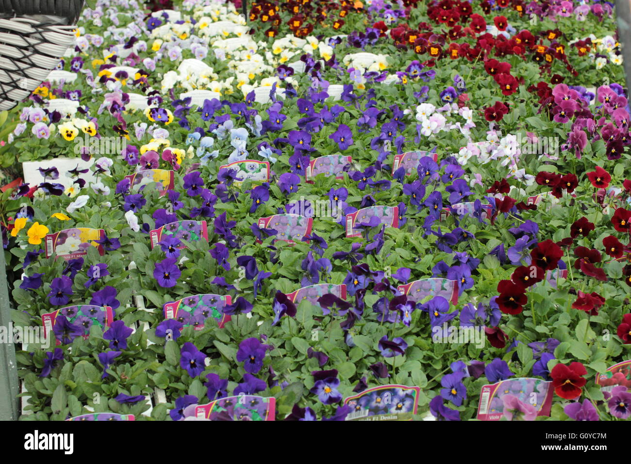 Viola flowering plants violet family Violaceae Stock Photo Alamy