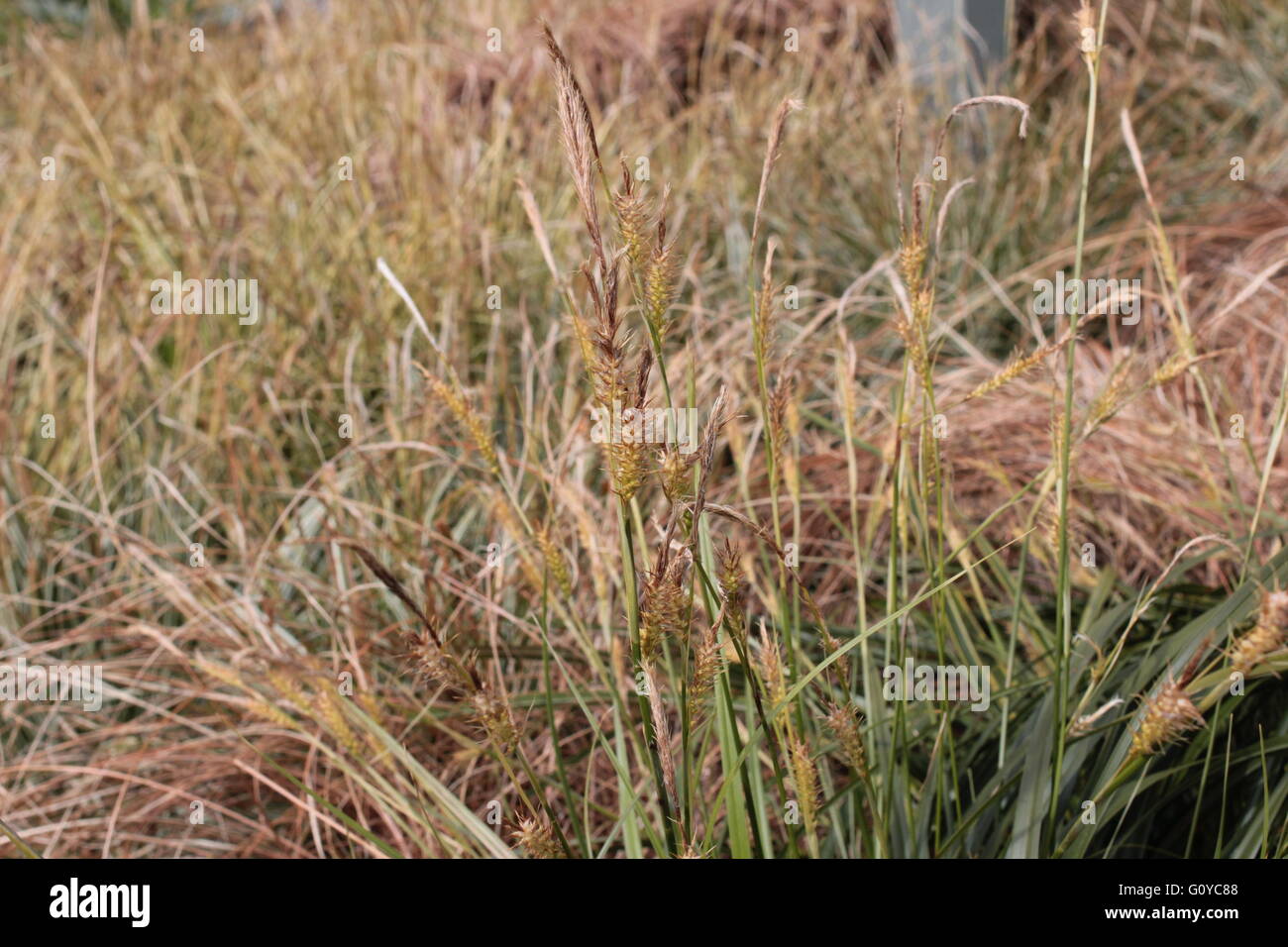 Decorative wild grasses Stock Photo