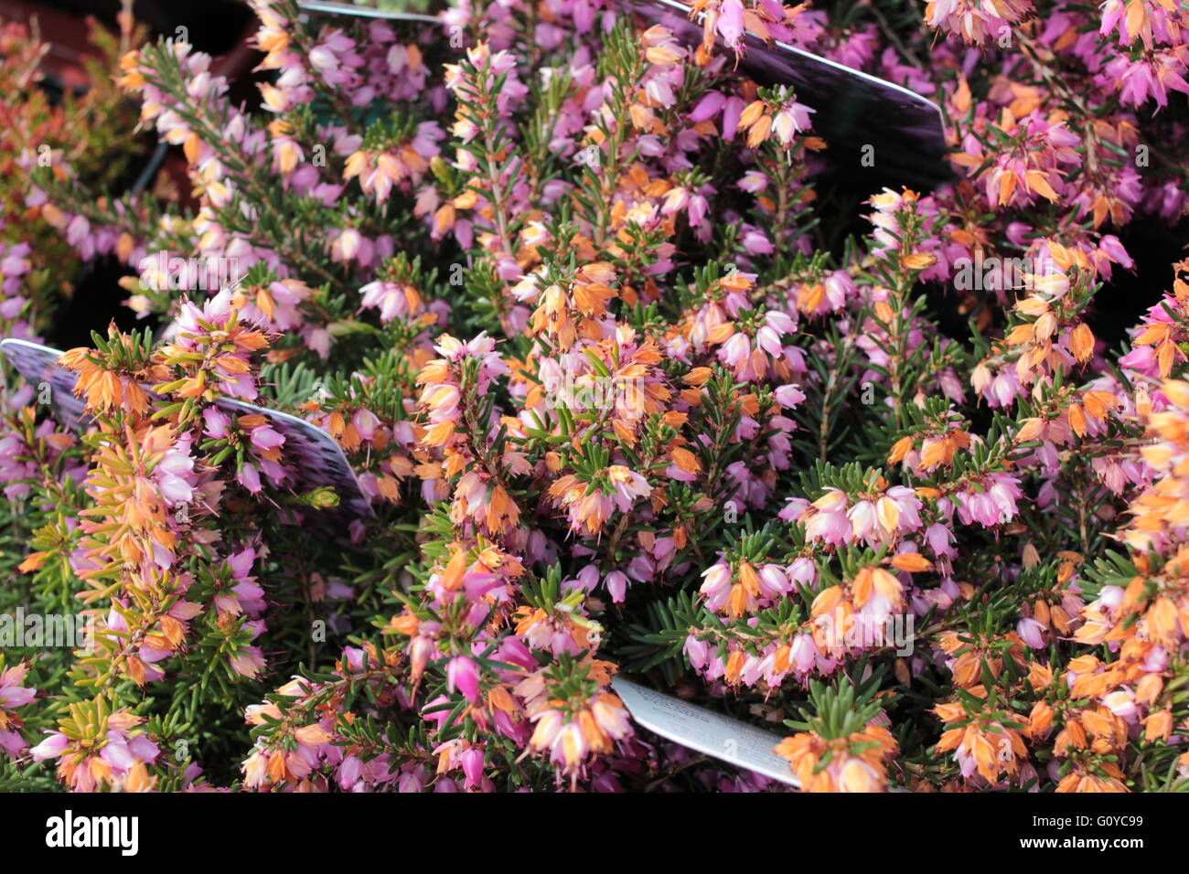 Erica cinerea pretty heather plant Stock Photo - Alamy
