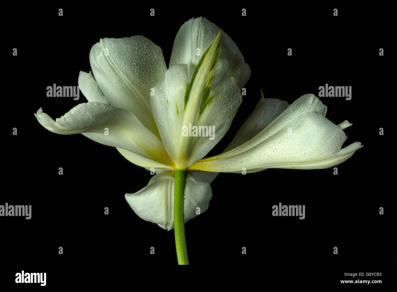 Tulip 'Exotic Emperor', Tulipa, Tulipa fosteriana 'Exotic Emperor', Beauty in Nature, Bulb, Colour, Contemporary, Cottage garden plant, Creative, Cut out, Droplets, Drops, Flower, Spring Flowering, Frost hardy, Plant, Studio, Water, Wet, White, Black, Stock Photo