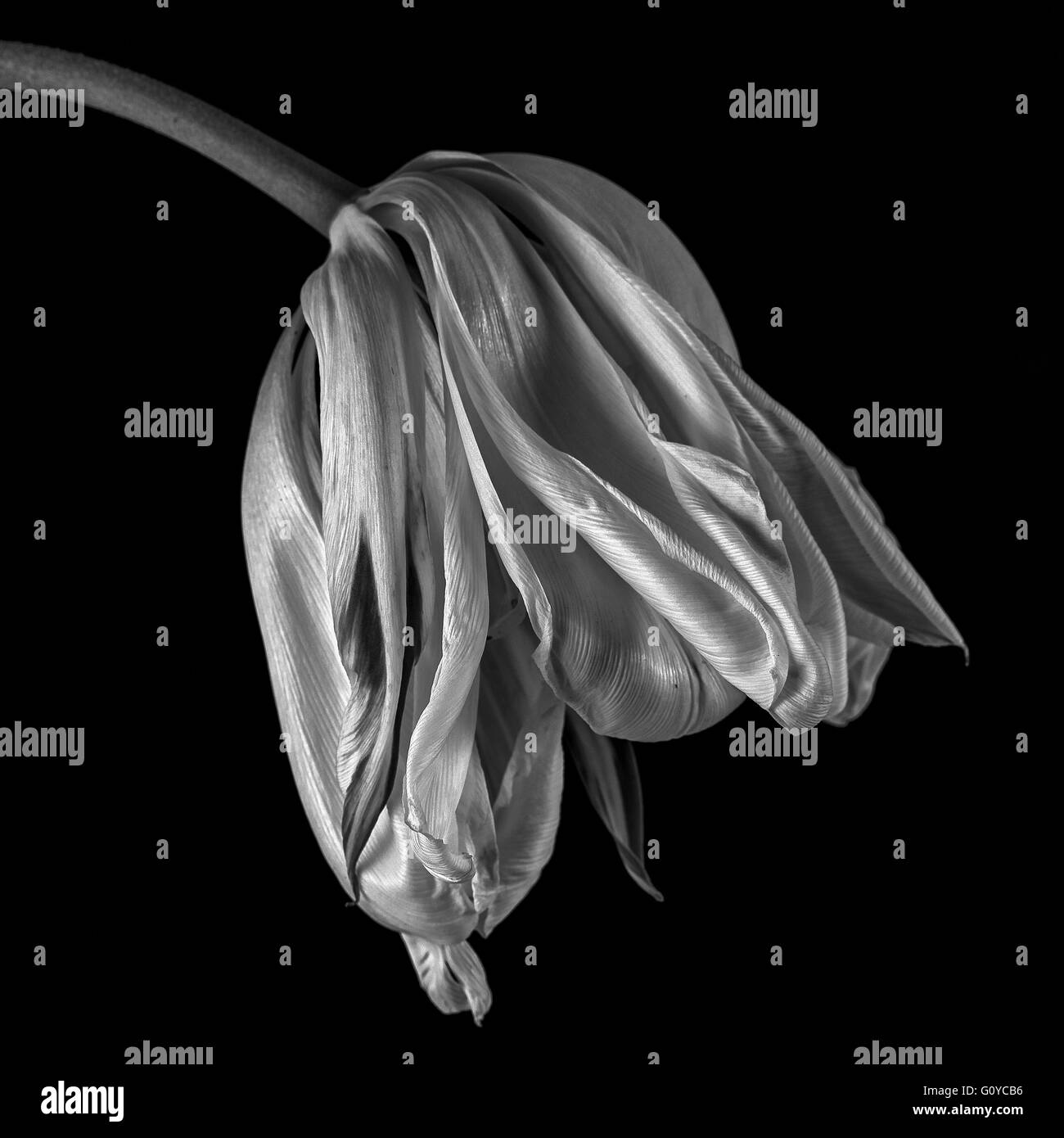 Tulip 'Exotic Emperor', Tulipa, Tulipa fosteriana 'Exotic Emperor', Beauty in Nature, Bulb, Contemporary, Cottage garden plant, Creative, Cut out, Flower, Spring Flowering, Frost hardy, Monochrome, Plant, Black & white, Stock Photo