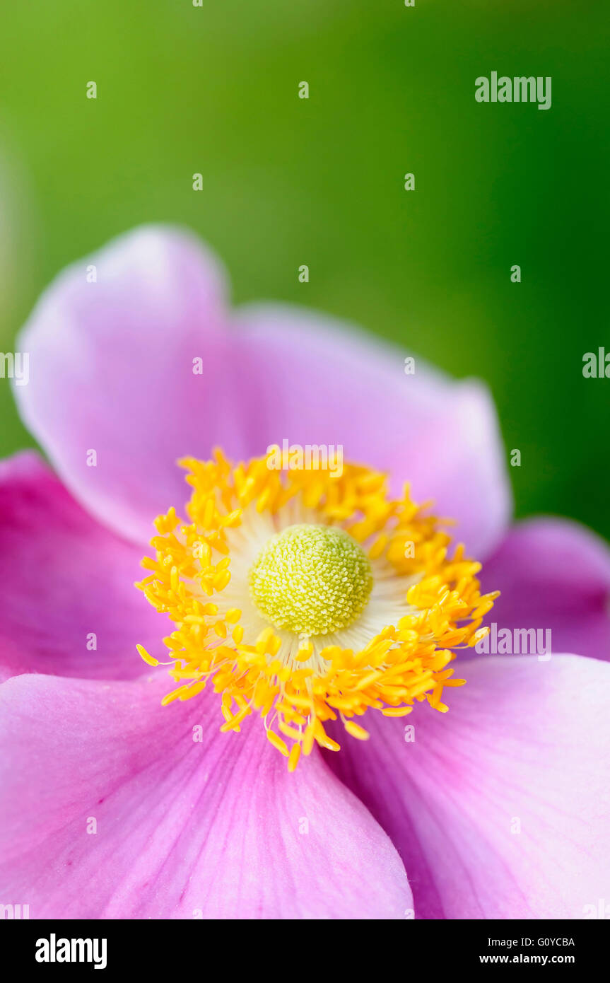 Anemone, Anemone hupehensis 'Hadspen abundance', Beauty in Nature, Colour, Cottage garden plant, Creative, Flower, Summer Flowering, Frost hardy, Growing, Japanese Anemone, Japanese Thimbleflower, Japanese Windflower, Nature, Outdoor, Perennial, Plant, Stamen, Tuber, Pink, Green, Stock Photo
