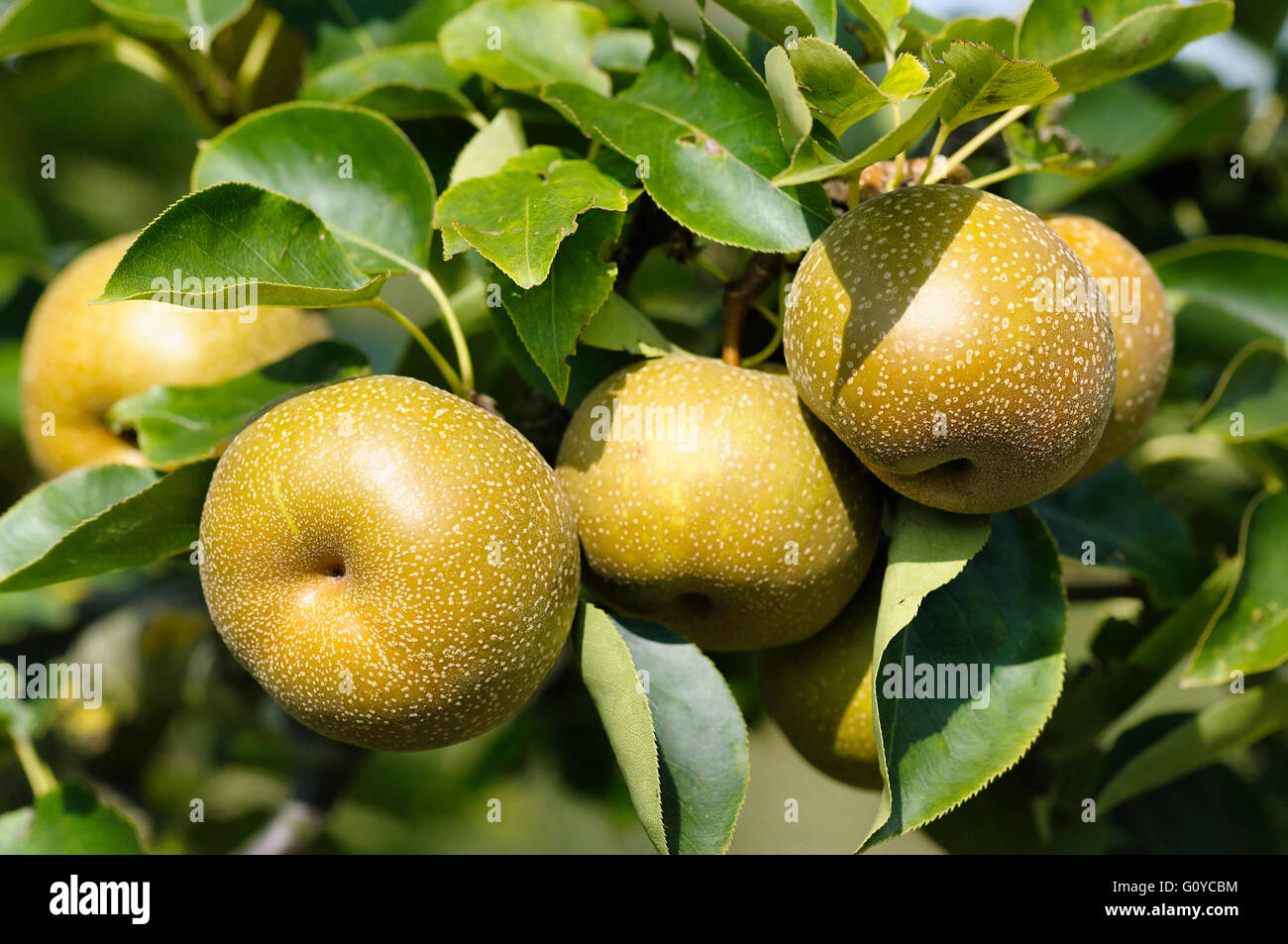 Pear, Nashi pear, Pyrus, Pyrus pyrifolia, Apple Pear, Asian Nashi Pear, Beauty in Nature, China indigenous, Colour, Crops, Deciduous, Edible, Spring Flowering, Food & Drink, Food and Drink, Fresh, Frost hardy, Fruit, Summer Fruiting, Growing, Japan indigenous, Japanese Pear, Korea insigenous, Korean Pear, Nature, Outdoor, Plant, Sand Pear, Taiwan Pear, Tree, Wild flower, Brown, Green, Stock Photo