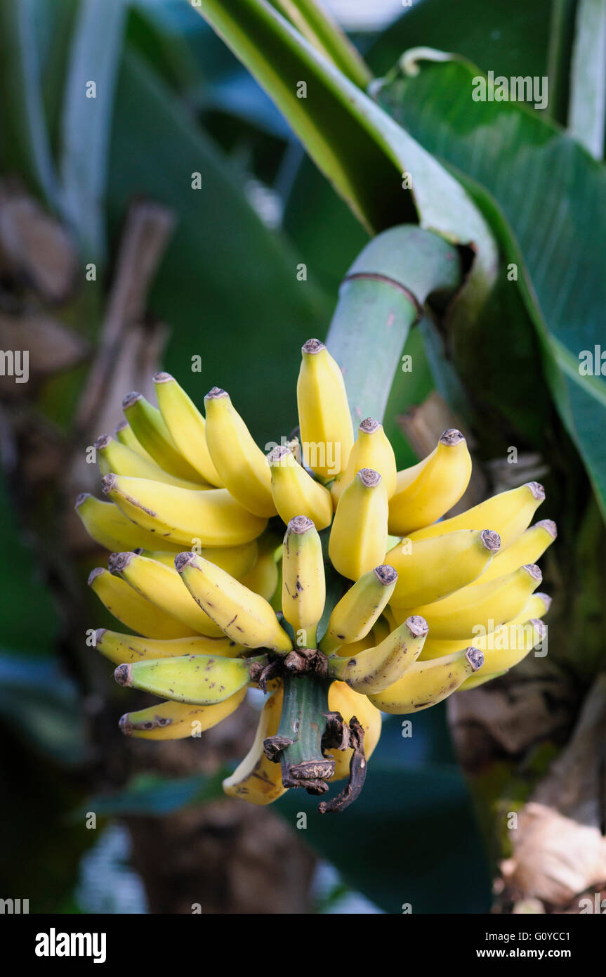 Banana "Dwarf Cavendish", Musa, Musa acuminata "Dwarf Cavendish", Asia indigenous, Beauty in