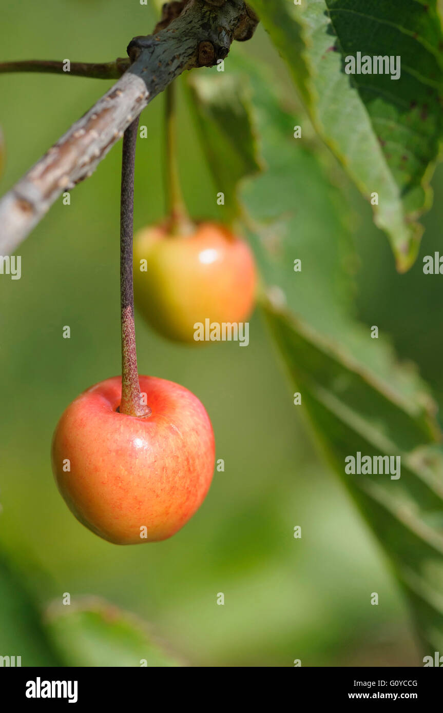 Cherry, Prunus, Sweet cherry 'Colney', Beauty in Nature, Colour, Deciduous, Edible, Spring Flowering, Food & Drink, Food and Drink, Fresh, Frost hardy, Fruit, Growing, Nature, Outdoor, Plant, Tree, Red, Green, Stock Photo