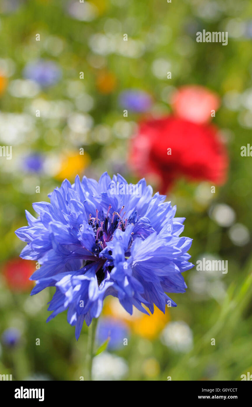 Cornflower, Centaurea, Centaurea cyanus, Annual, Bachelor's Button