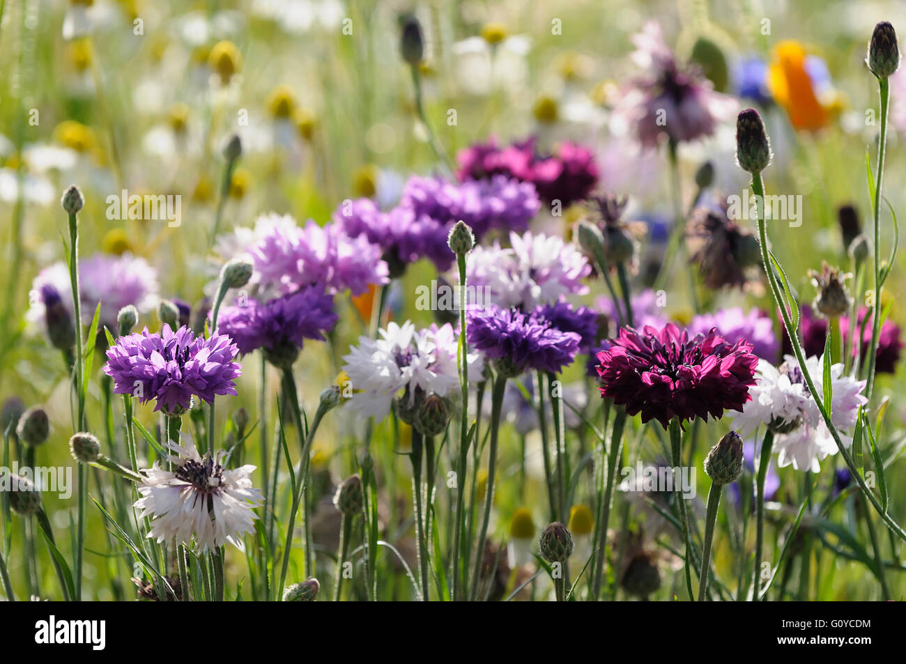 Cornflower, Pink, Centaurea, Centaurea cyanus cultivar, Annual, Beauty