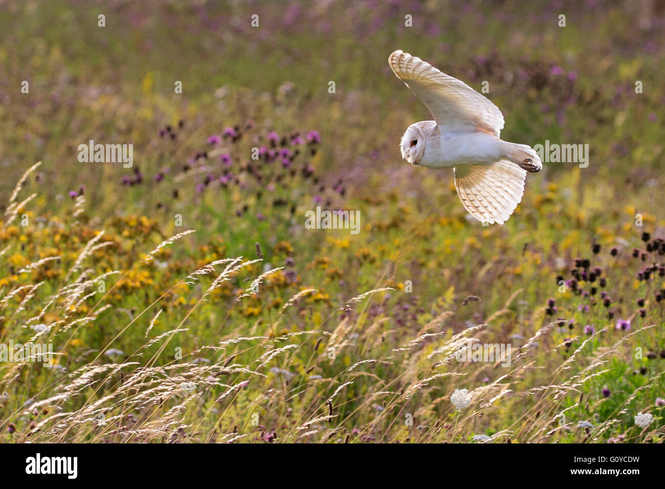 Barn Owl in flight Stock Photo