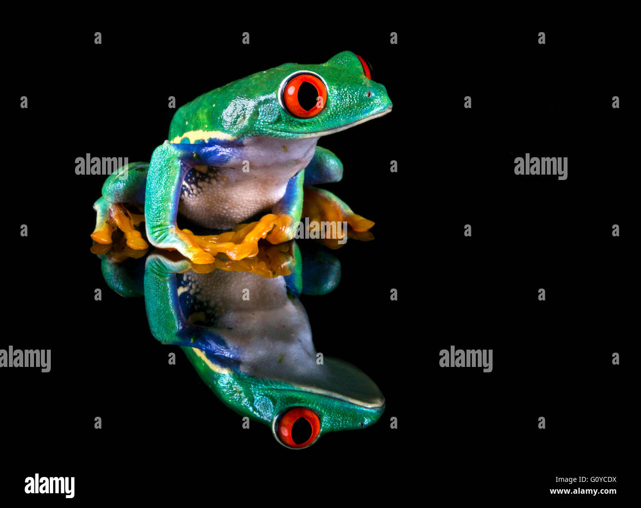 Red-eyed tree frog Stock Photo