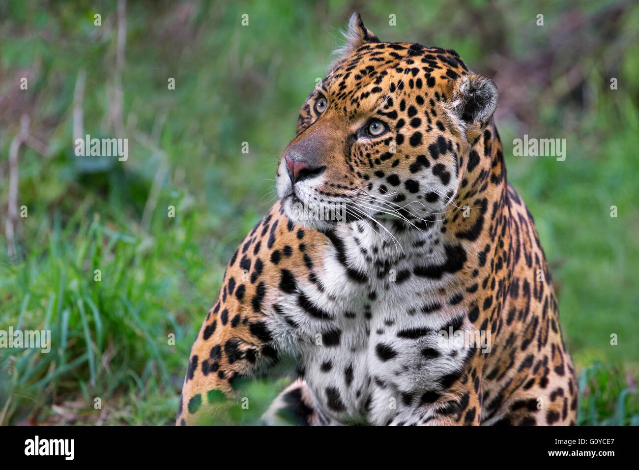 Mammal jaguar hires stock photography and images Alamy