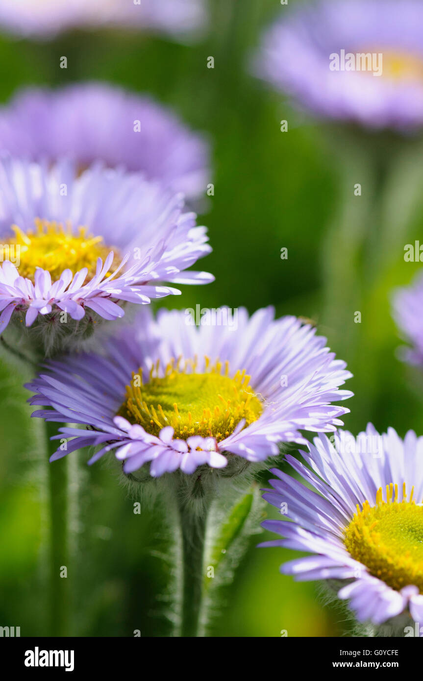 Fleabane, Pale Purple Beach Aster, Erigeron, Erigeron glaucus 'Western hills', Beach Aster, Beauty in Nature, Colour, Flower, Summer Flowering, Frost hardy, Growing, Nature, Outdoor, Perennial, Plant, Seaside daisy, Stamen, Mauve, Green, Stock Photo