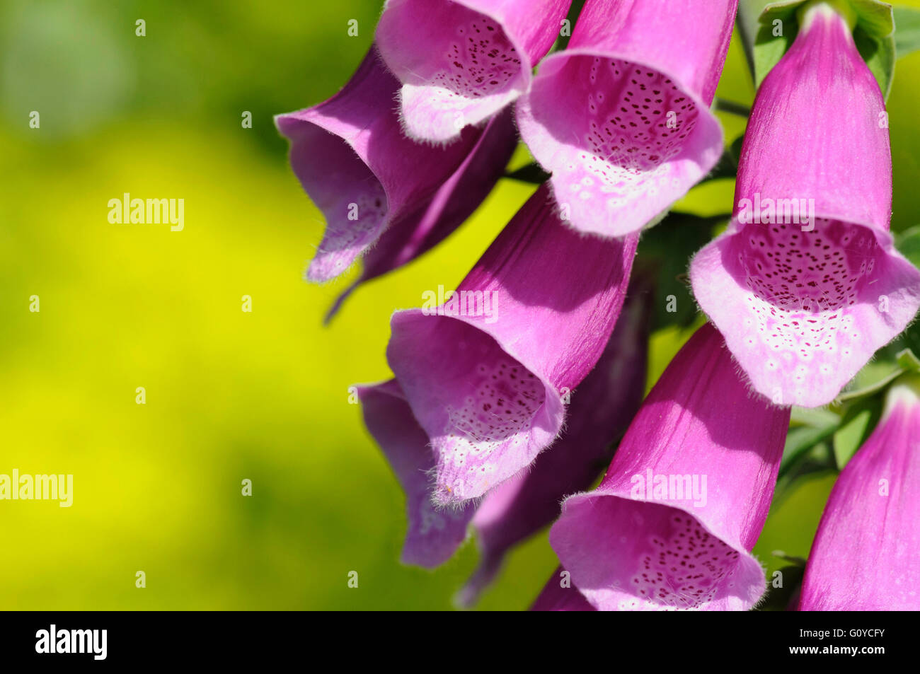 Foxglove, Digitalis, Digitalis purpurea, Beauty in Nature, Biennial