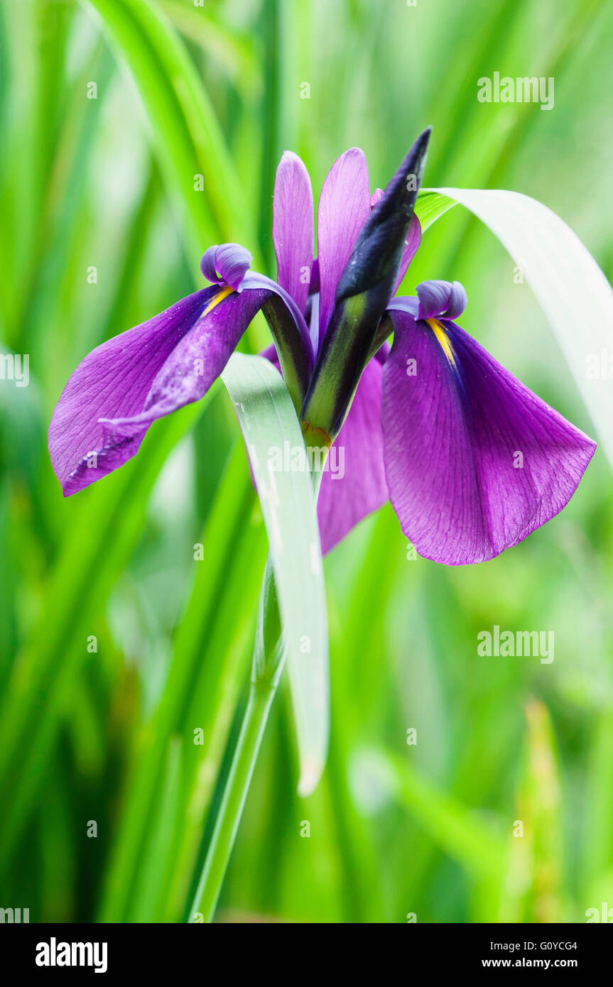 Iris, Iris ensata 'Rose Queen', Beauty in Nature, Bulb, Colour, Cottage garden plant, Flower, Spring Flowering, Frost hardy, Growing, Nature, Outdoor, Plant, Rhizome, Purple, Green, Stock Photo