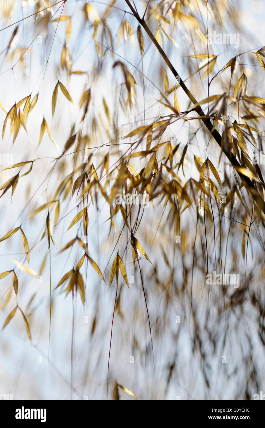 Golden oats, Stipa, Stipa gigantea, Asia indigenous, Beauty in Nature, Chileindigenous, Colour, Summer Flowering, Foliage, Frost hardy, Giant Feather Grass, Grasses ornamental, Growing, Nature, Outdoor, Perennial, Plant, Russia indigenous, Sustainable plant, Wild plant, Gold, Stock Photo